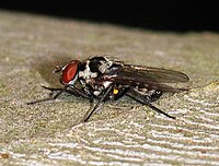 Anthomyia sp. (Anthomyiidae)