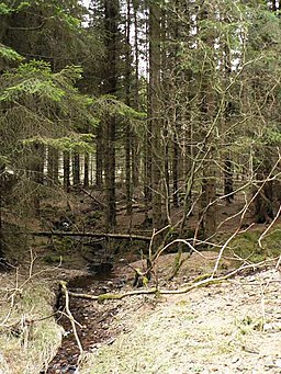 Forest burn - geograph.org.uk - 132409