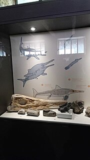 Miniatura para Museo de Historia Natural de la Sabana