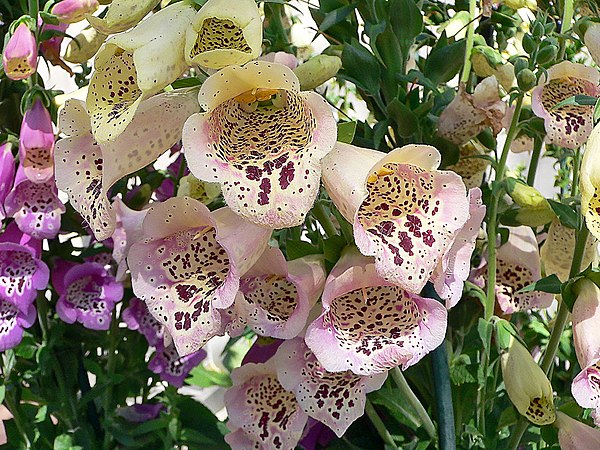 Foxgloves produce toxic chemicals including cardiac and steroidal glycosides, deterring herbivory.