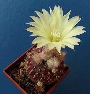 <i>Frailea mammifera</i> Species of cactus