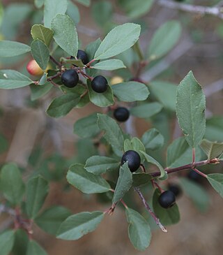 <i>Frangula rubra</i> Species of flowering plant