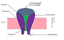 Fig 3. Binding sites of different therapeutic chemical groups on a GABAA receptor GABAA receptor binding sites.jpg