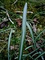 Galanthus reginae-olgae close-up leaves