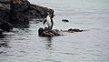 Galapagos penguin