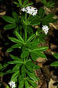 Galium odoratum