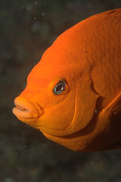 File:Garibaldi fish closeup.jpg