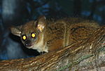 GarnettsGalago CincinnatiZoo.jpg