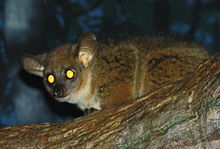 The tapetum lucidum of a galago, typical of prosimians, reflects the light of the photographer's flash. GarnettsGalago CincinnatiZoo.jpg