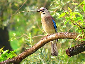 Garrulus glandarius IMG 3722.jpg