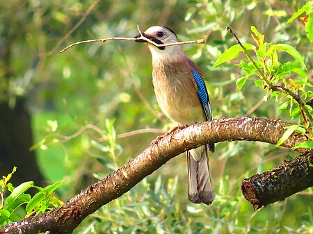 Garrulus glandarius IMG 3722.jpg