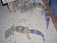 Dos geckos leopardo adultos.