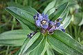 Gentiana cruciata, cvet