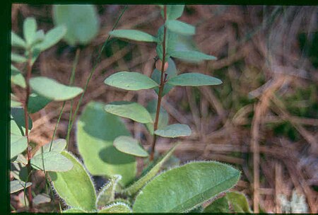 Tập_tin:Geocaulon_lividum_3-eheep_(5097289901).jpg