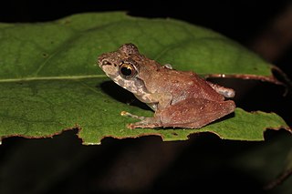 <i>Gephyromantis boulengeri</i> Species of amphibian