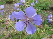 Geranium pratense 'Meadow Cranesbill' (Geraniaceae) flower.JPG