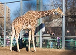 Миниатюра для Файл:Giraffa camelopardalis Reticulas Samson 2014 03.jpg