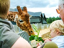 The giraffe feeding area is a popular area of the zoo. Giraffes - 50549059202.jpg