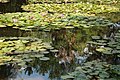 Jardin d'eau de la Maison de Monet à Giverny