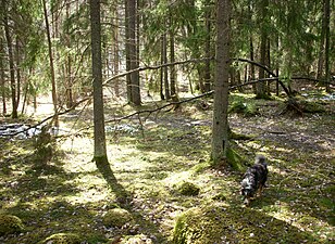 Gladöskogen 2012d.jpg