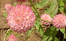 Pink globe amaranth