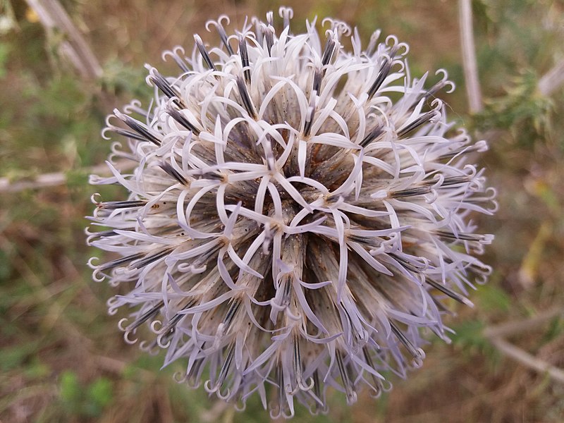 File:Globe thistle. KH.jpg