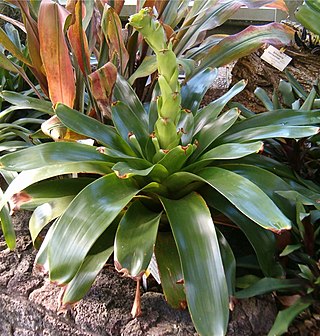 <i>Glomeropitcairnia erectiflora</i> Species of flowering plant