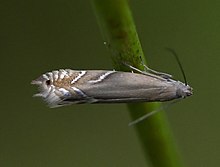 Glyphipterix iocheaera 107892170 (cropped).jpg