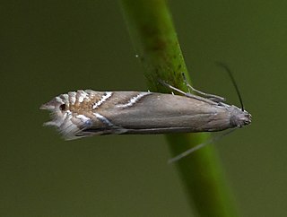 <i>Glyphipterix iocheaera</i> Species of moth