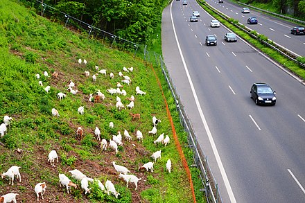 Goats managing the landscape alongside German autobahn A59.