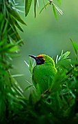 Golden fronted leafbird