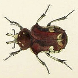 Goliathopsis lameyi