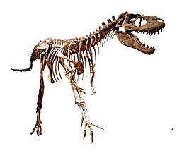 Gorgosaurus white background.jpg