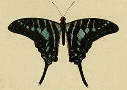 Graphium policenes.JPG