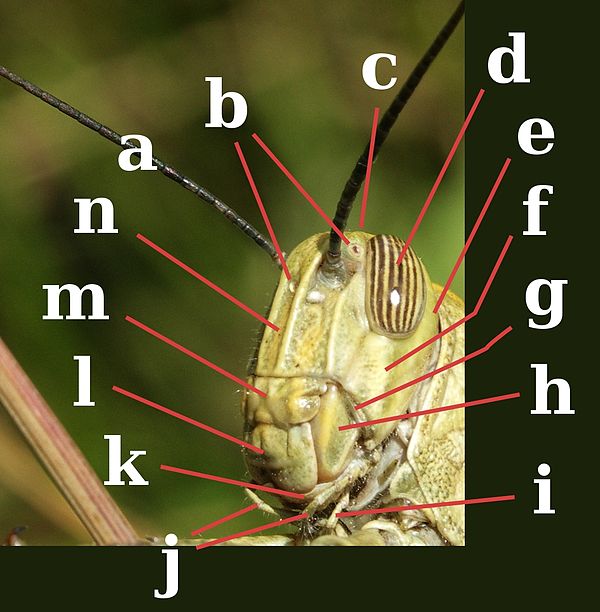 Head of Orthoptera, Acrididae. a:antenna; b:ocelli; c:vertex; d:compound eye; e:occiput; f:gena; g:pleurostoma; h:mandible; i:labial palp; j:maxillary