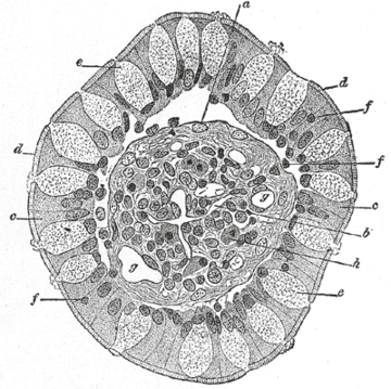 Goblet cell