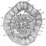 Miniatura para Célula caliciforme