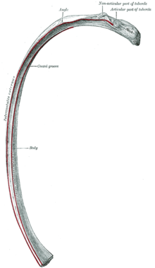 Rib Cage (measurement), Patternmaking and Tailoring Wiki