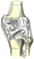 جزء من الغشاء بين العظمين موضّح في الرسم ، ومكتوب أسفل الرسم بين العظمين بالإنجليزية:Interosseous membrane.