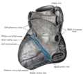 Base e superfície diafragmática do coração