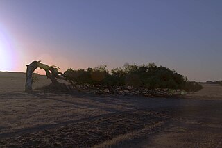 Greenough, Western Australia Town in Western Australia