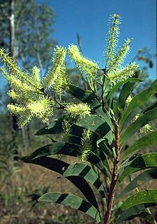 <i>Grevillea mimosoides</i> Species of shrub in the family Proteaceae endemic to north and central Australia