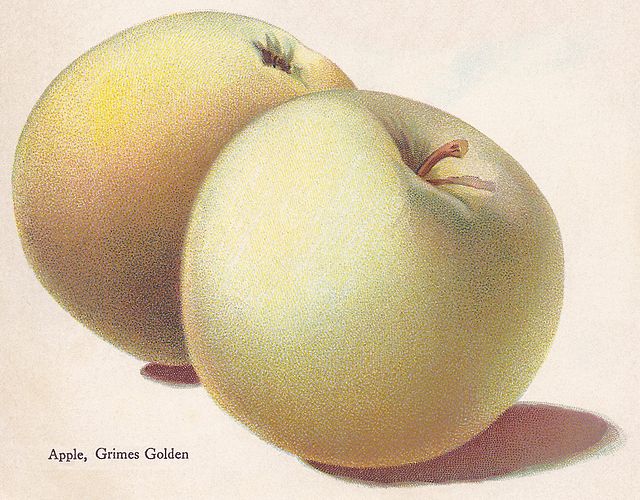 Grimes Golden Apples Information and Facts