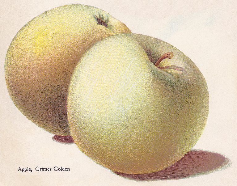 File:Grimes Golden crop from brown brothers catalog.jpg