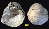 Interior and exterior of a fossilized shell of the Late Triassic-Eocene marine bivalve Gryphaea GryphaeidaeCretaceousTexas.jpg