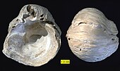 Interior and exterior of a fossilized shell of the Late Triassic-Eocene marine bivalve Gryphaea GryphaeaCretaceousTexas.jpg