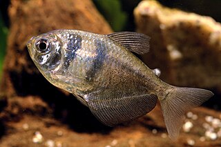 Black tetra species of fish