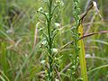 Habenaria sagittifera inflorescence