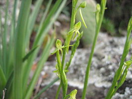 Habenaria tridactylites