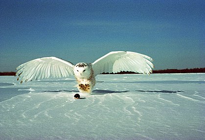 Са распоном крила 145—157 cm снежна сова се нечујно обрушава на плен